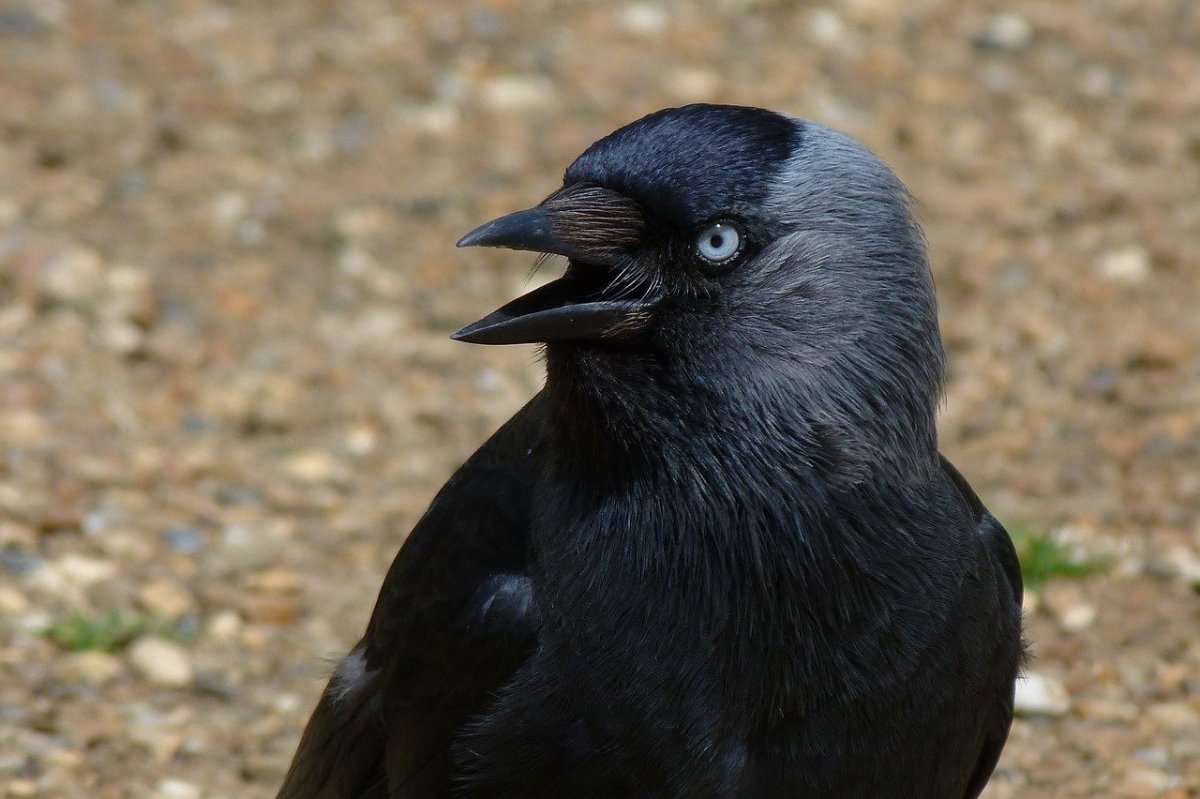 Птица мозгоклюйка