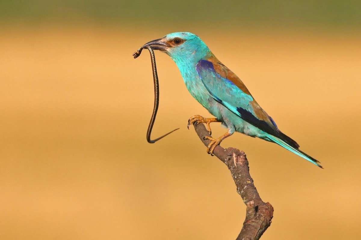 Абиссинская сизоворонка