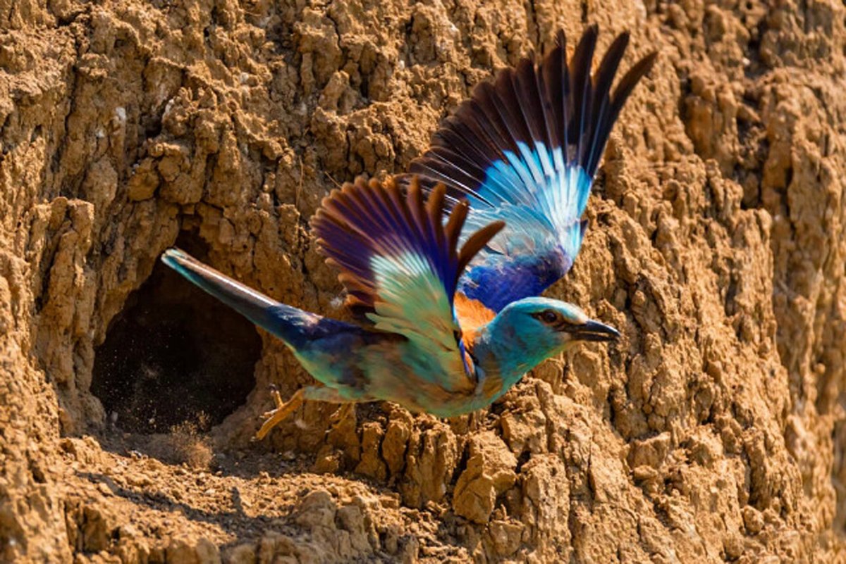 Птицы Крыма голубая сизоворонка