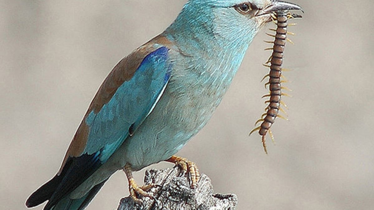 Сизоворонка обыкновенная