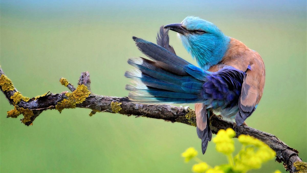 Сиреновагрудая Сизорка