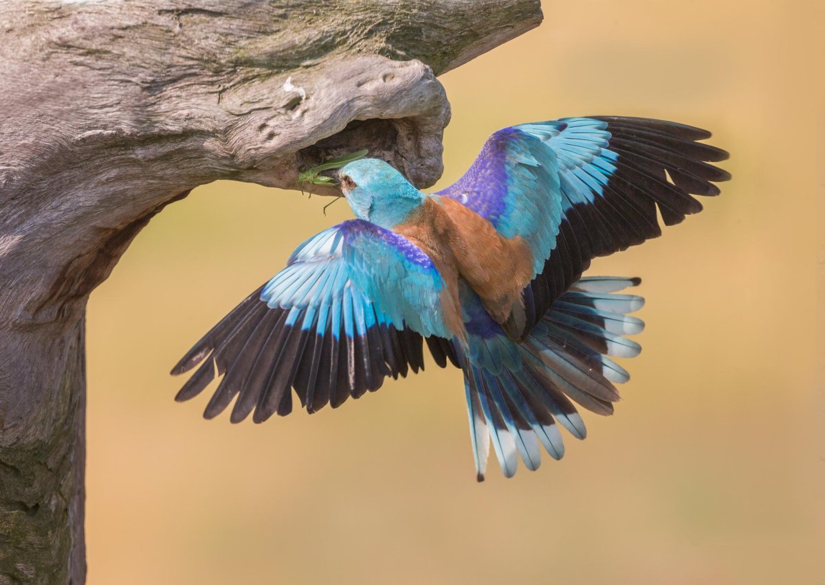 Ракша сизоворонка