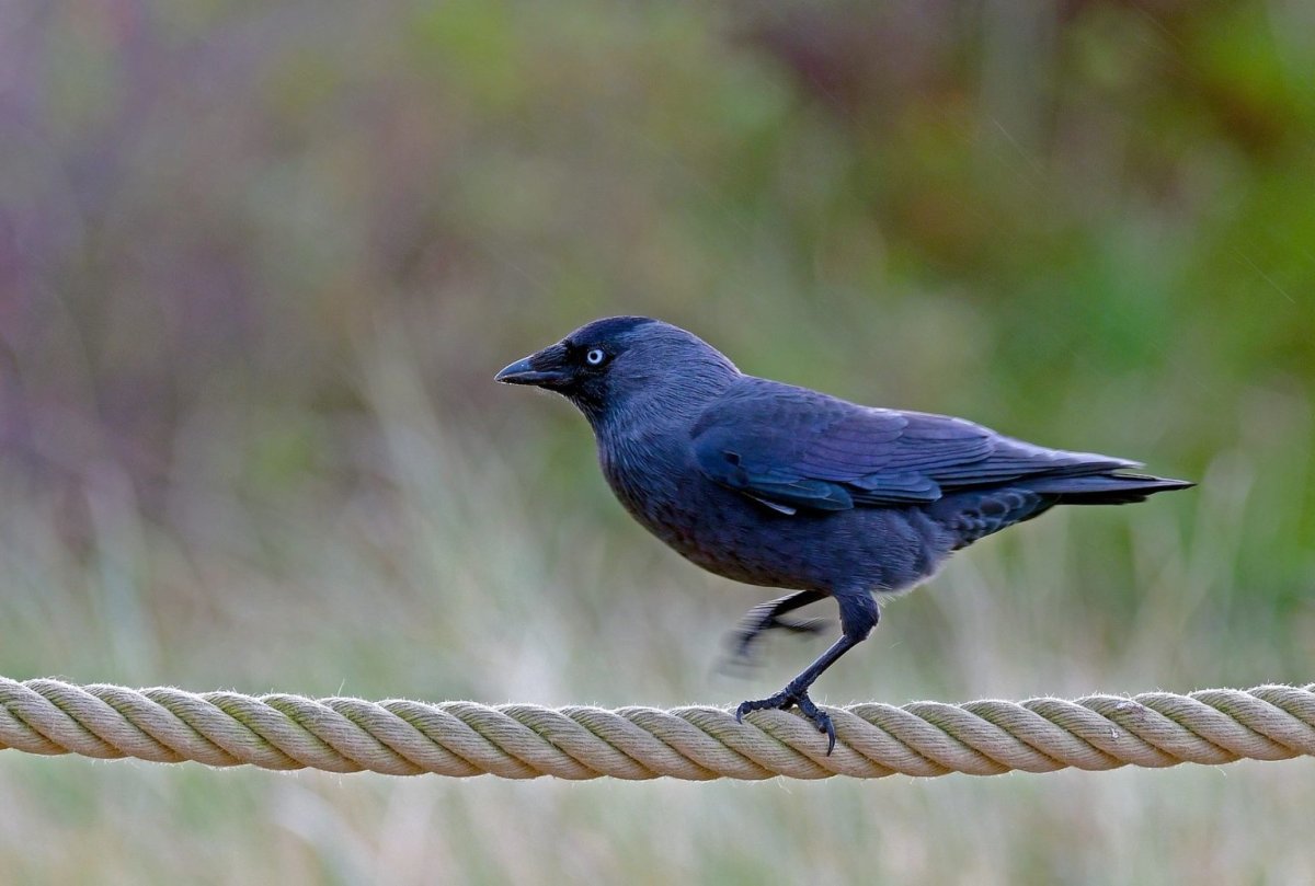 Стилизация птиц