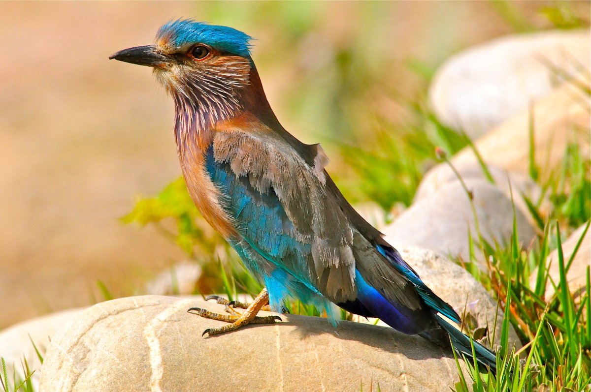 Бенгальская сизоворонка