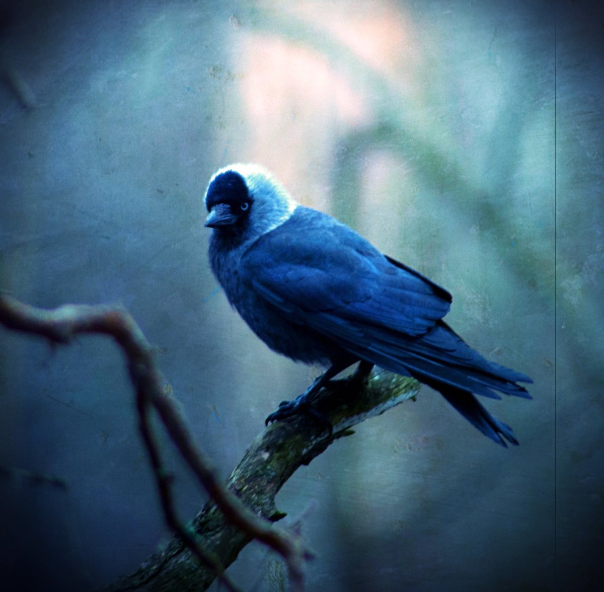 Галка с синим оперением