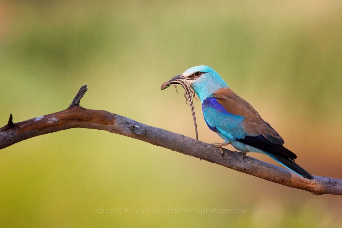 Ракша сизоворонка