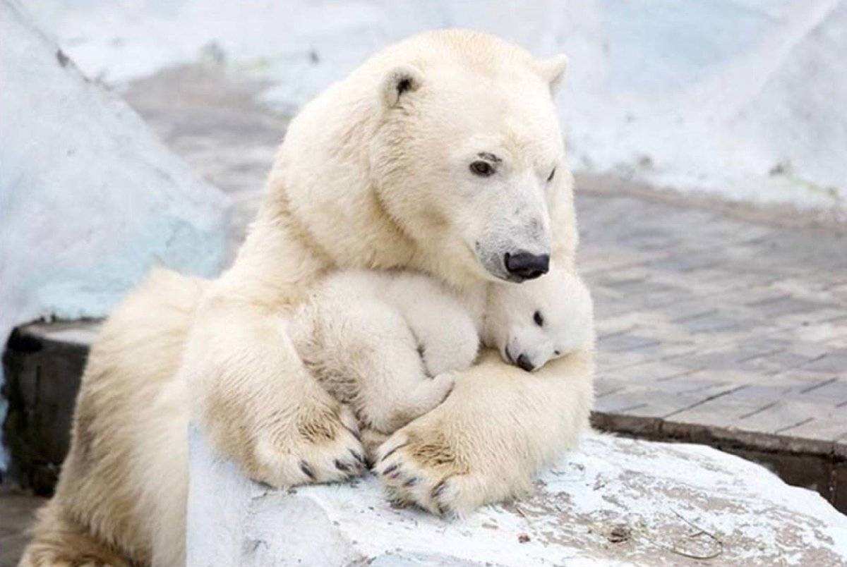 Белый медведь спит