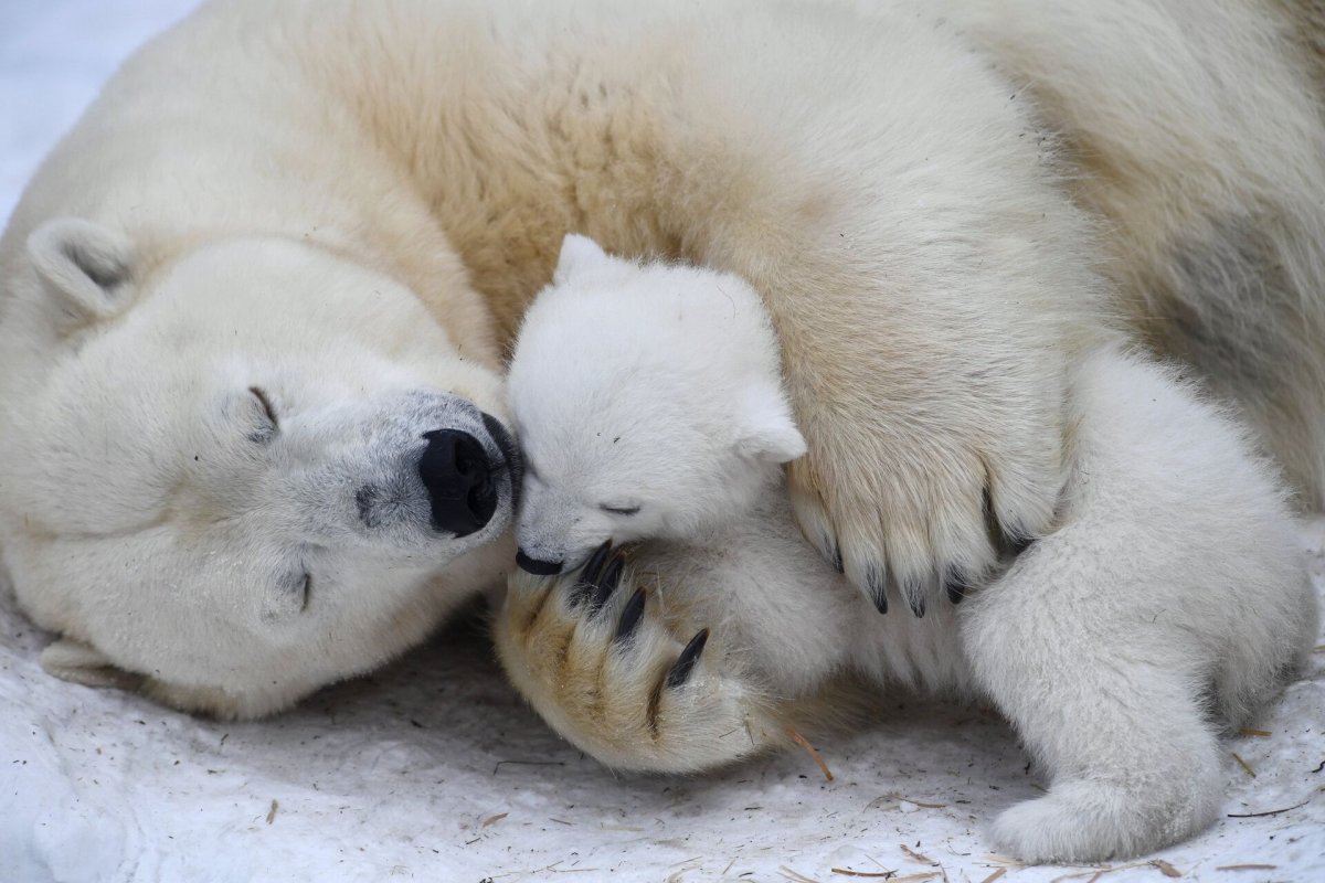 У белого медведя есть хвост