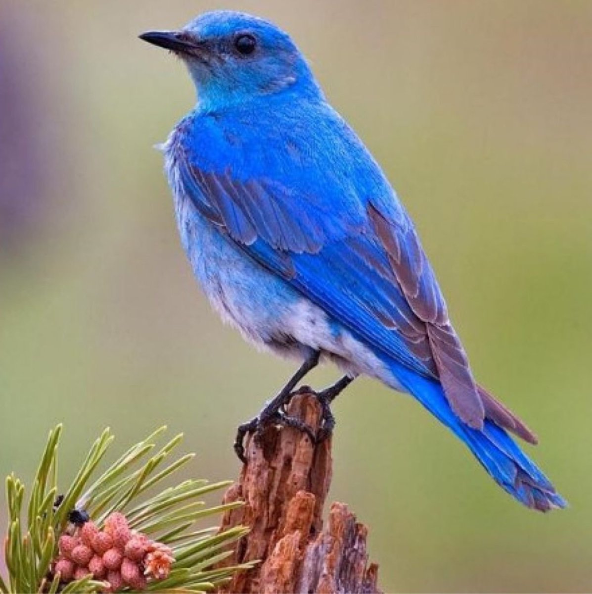 Фото птиц телеобъективом