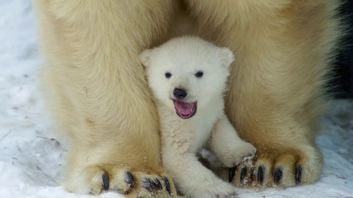 След белого медведя