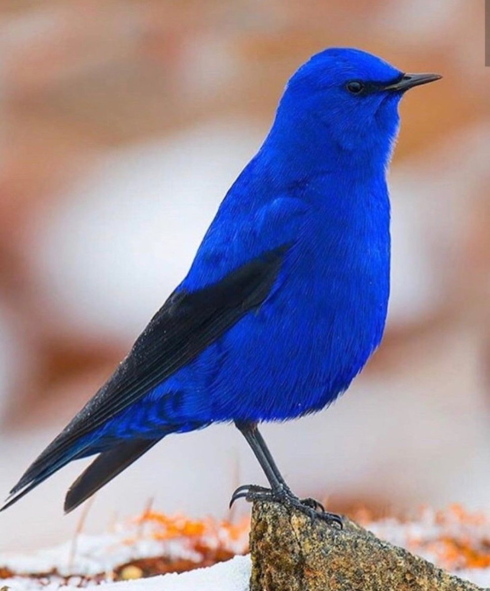 Синий Варан