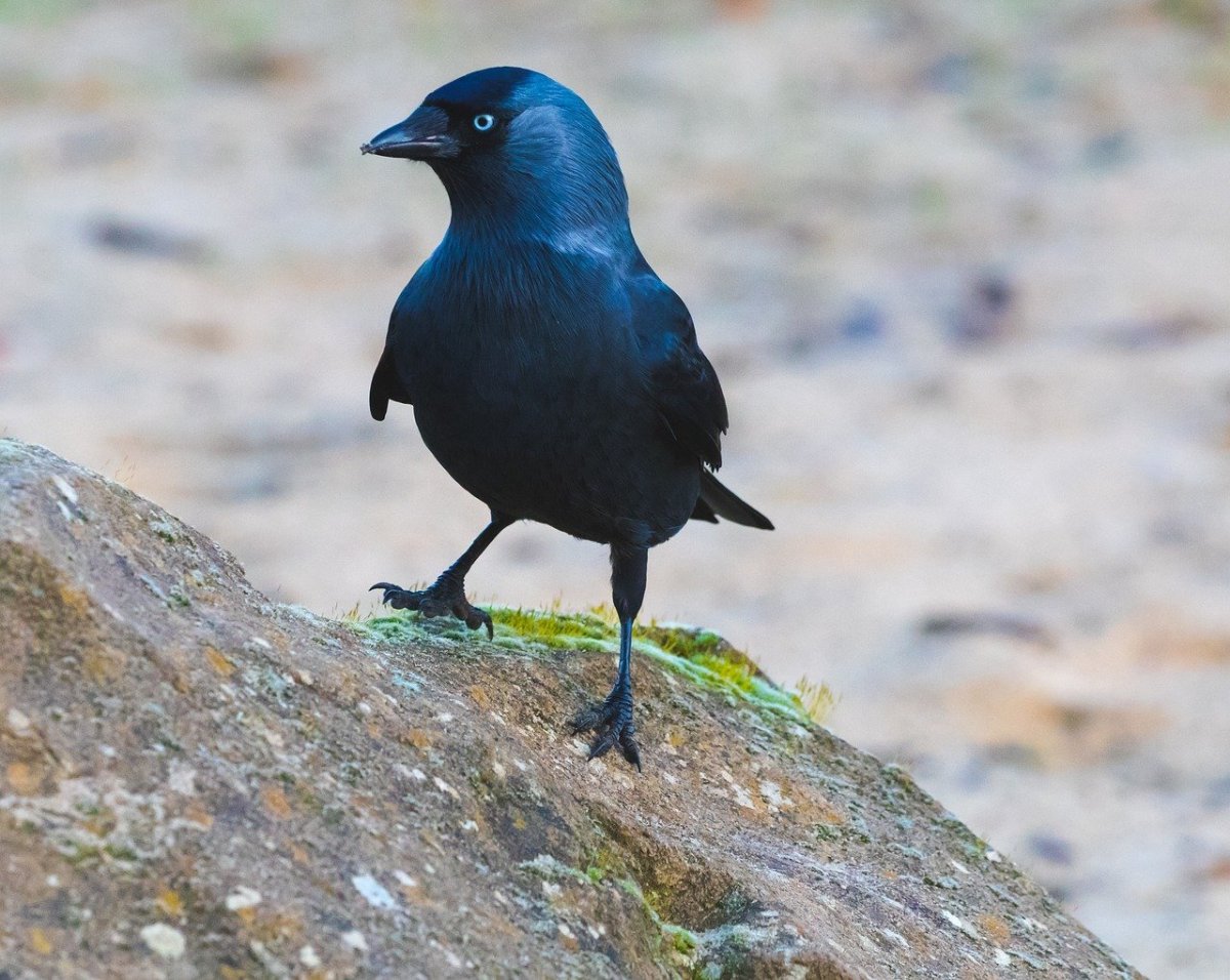 Птица в полете арт