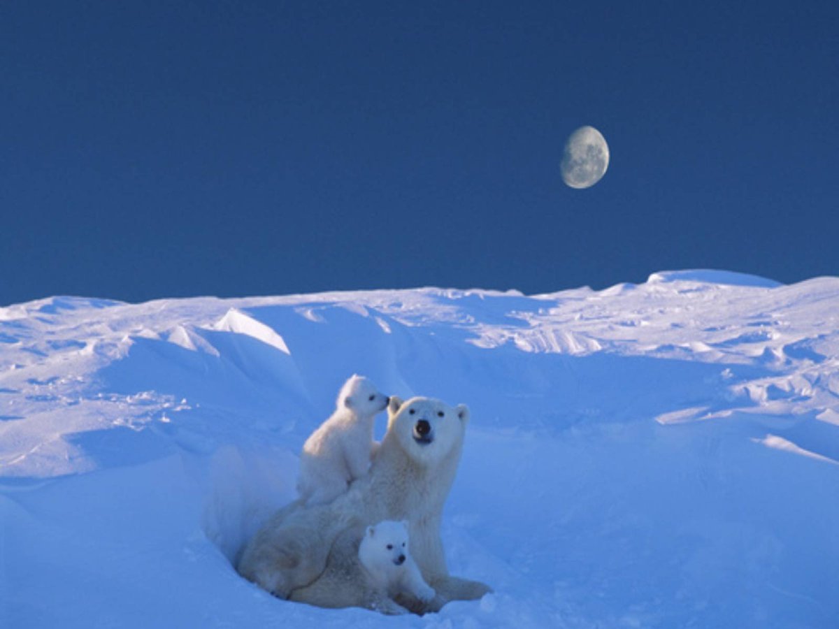 Полярный Медвежонок