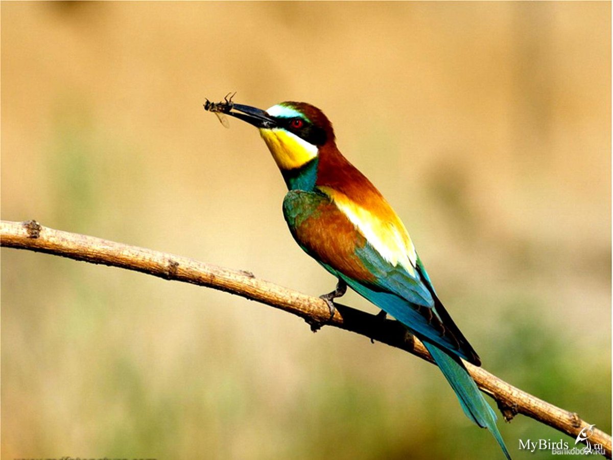 Щурки сизоворонка