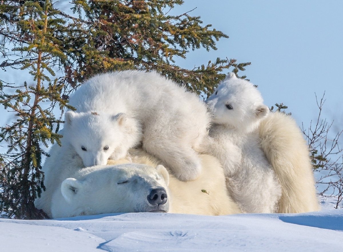 Белый медведь с высунутым языком