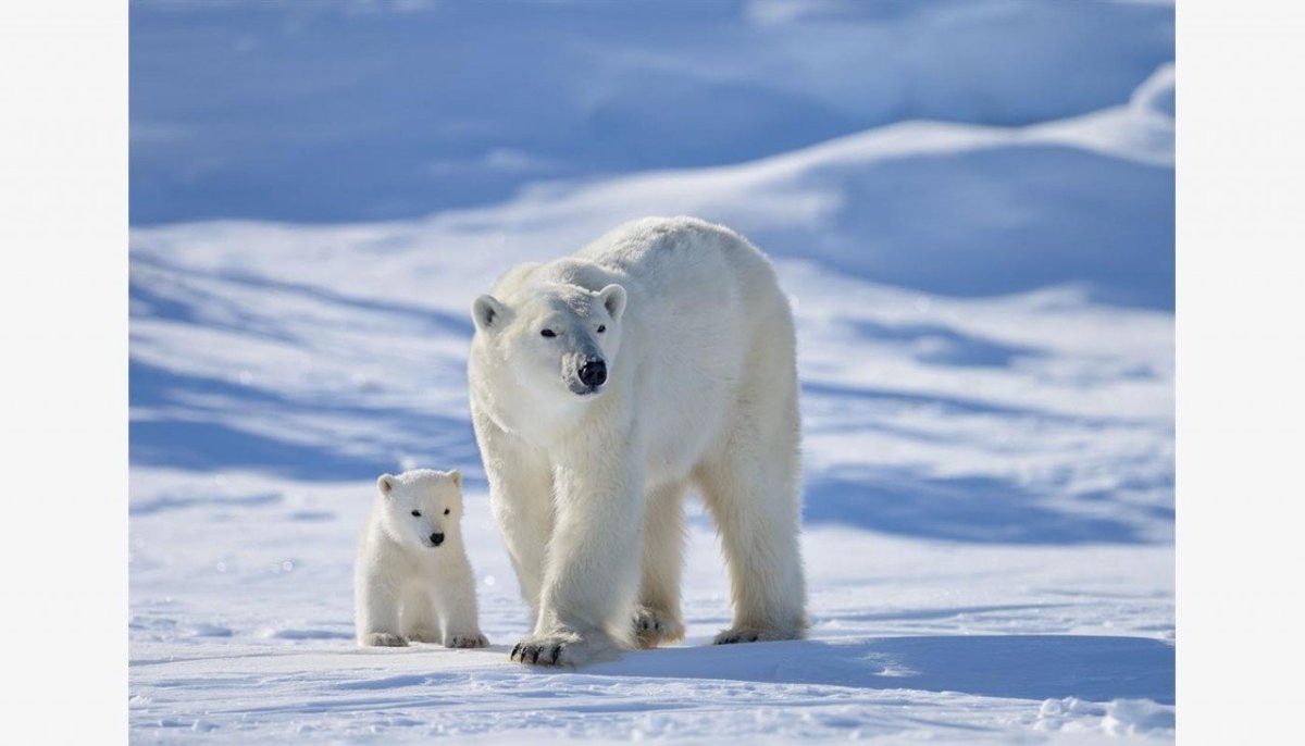 Белый медведь (Карско-Баренцевоморская популяция)
