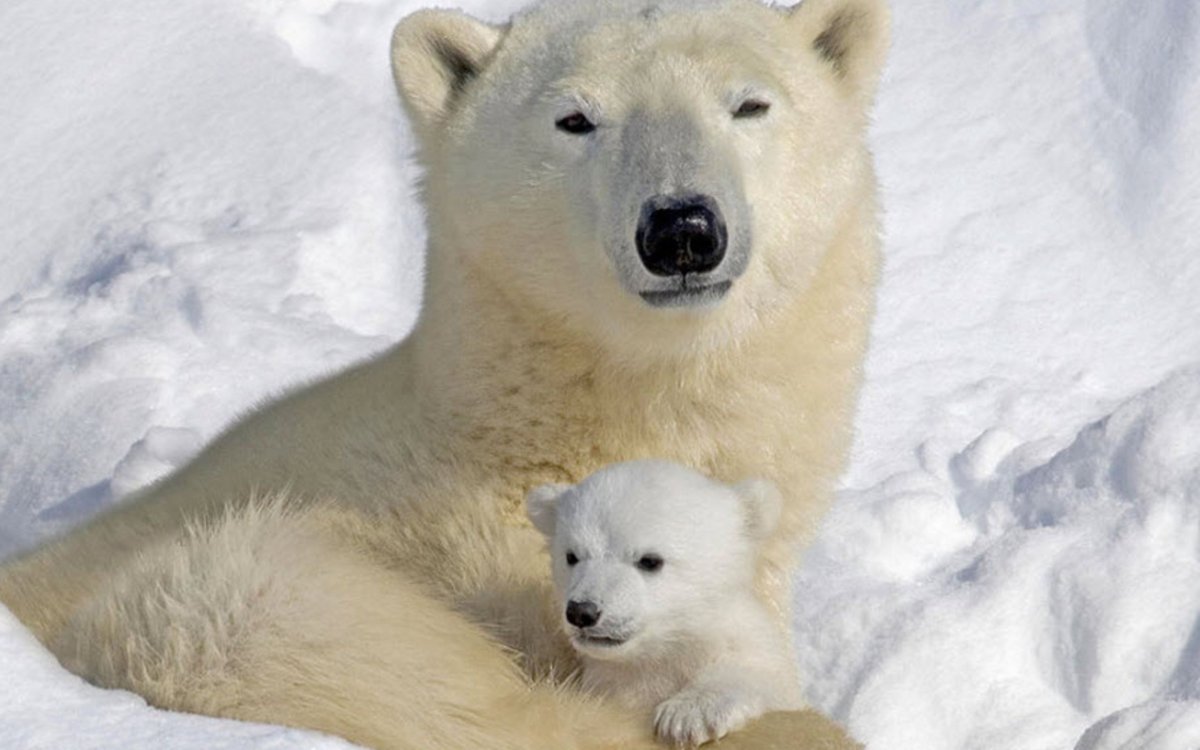 Белый медведь с медвежатами