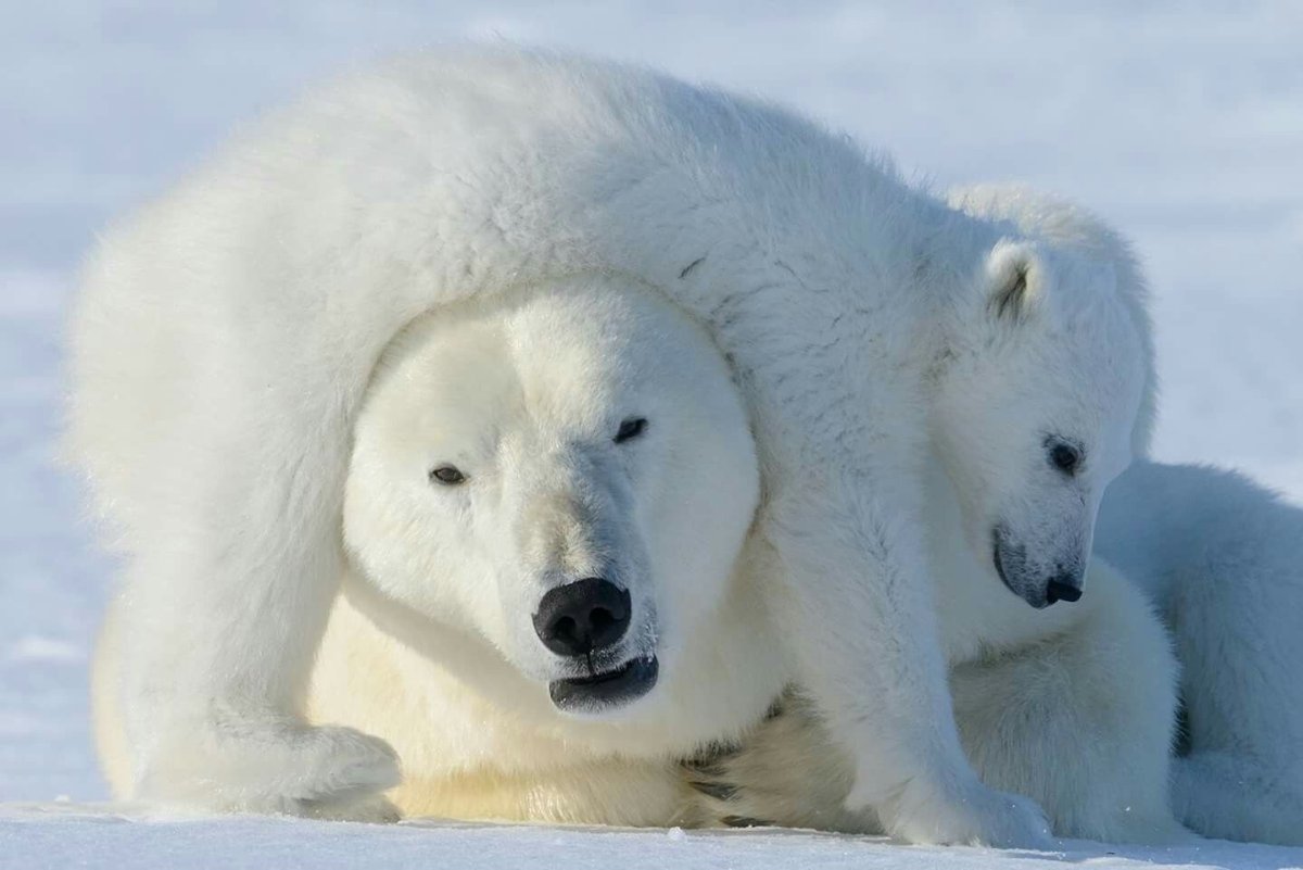 Арктические пустыни белый медведь