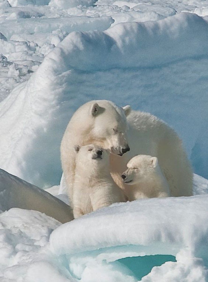 Белый медведь анфас