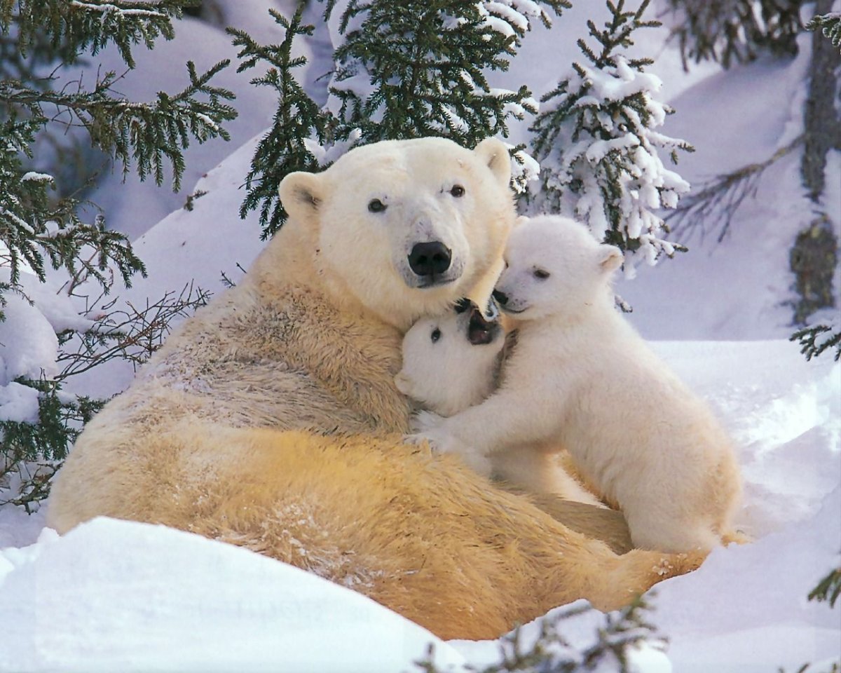 Арктический Полярный медведь