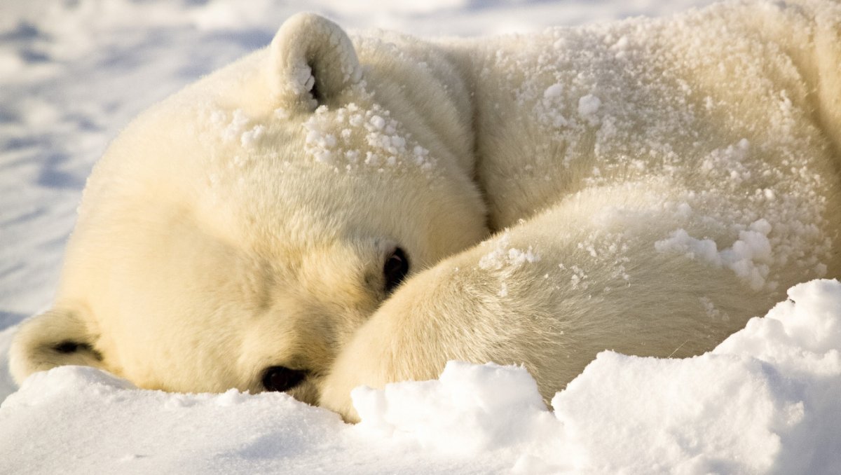 Белый мишка