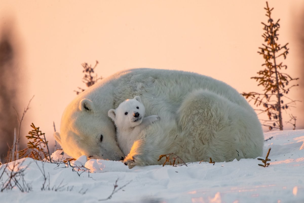 Полярный медведь и Северное сияние