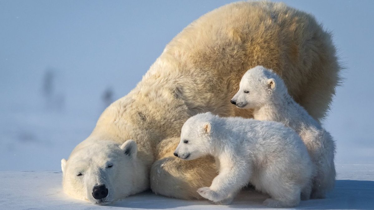 Белый Медвежонок