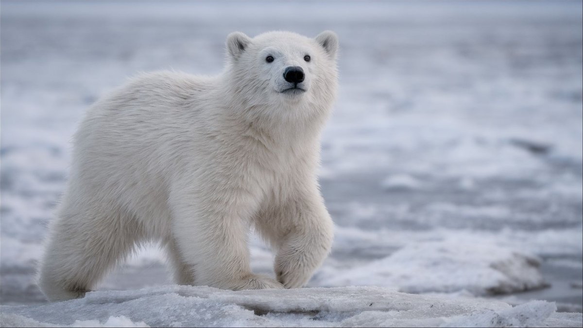 Животные Детеныши севера картинки