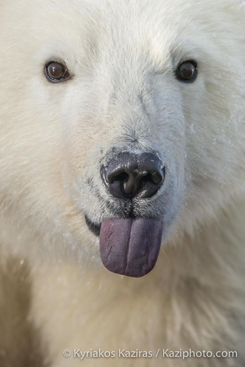 Полярный медведь