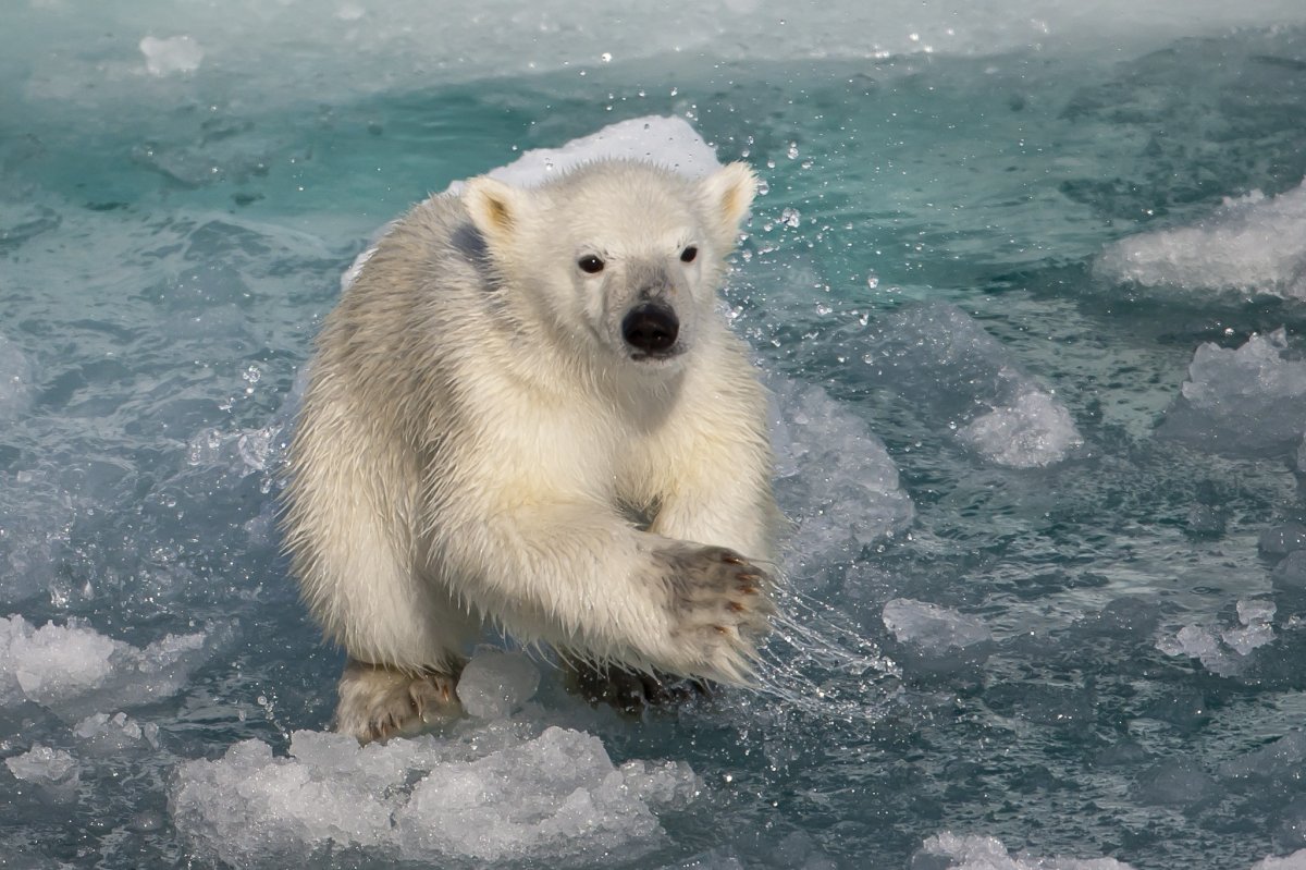 Белый медведь на рабочий стол