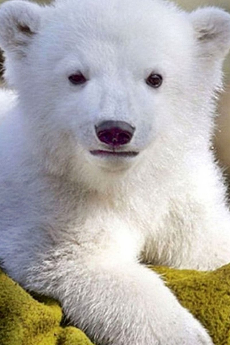 Белый Медвежонок