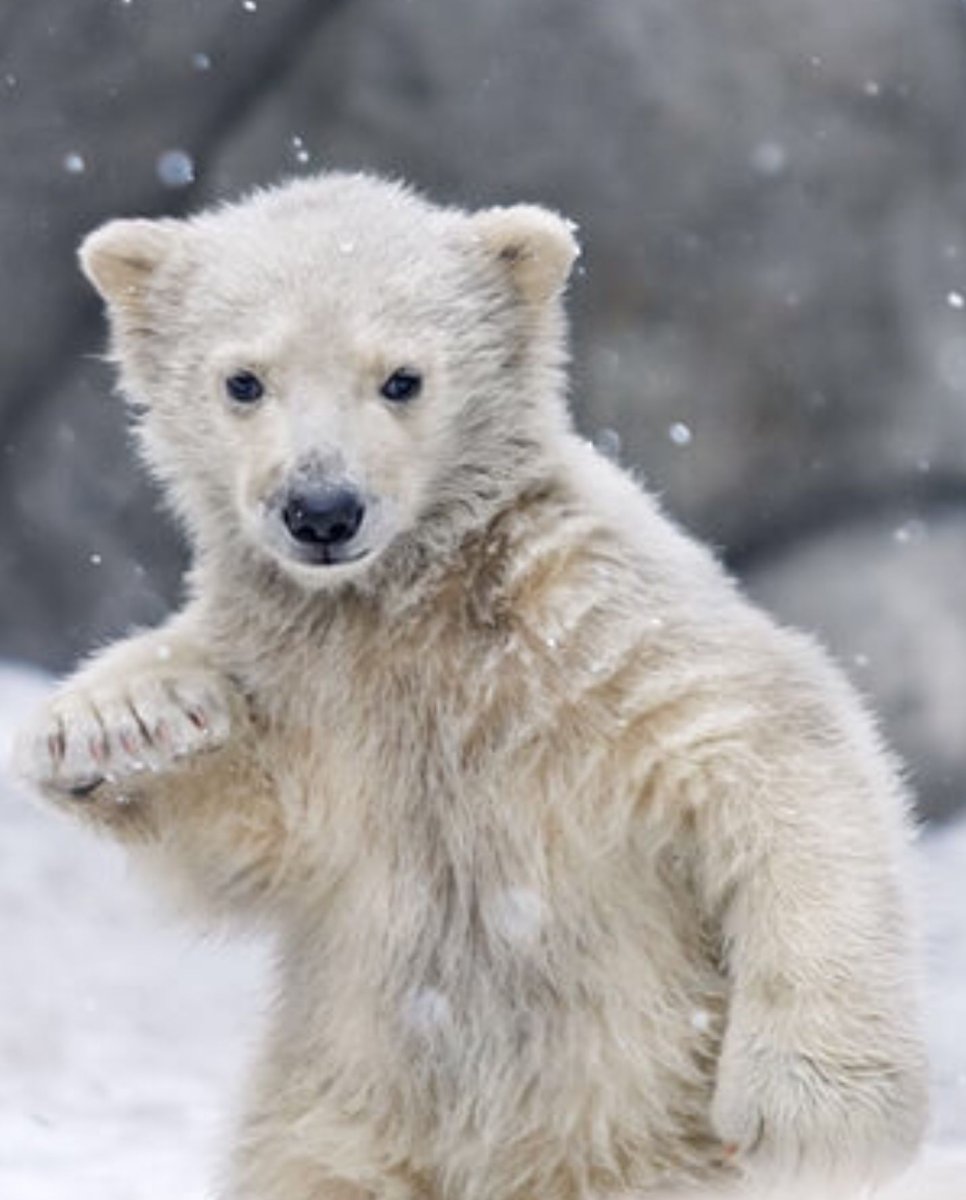 Берлога белого медведя