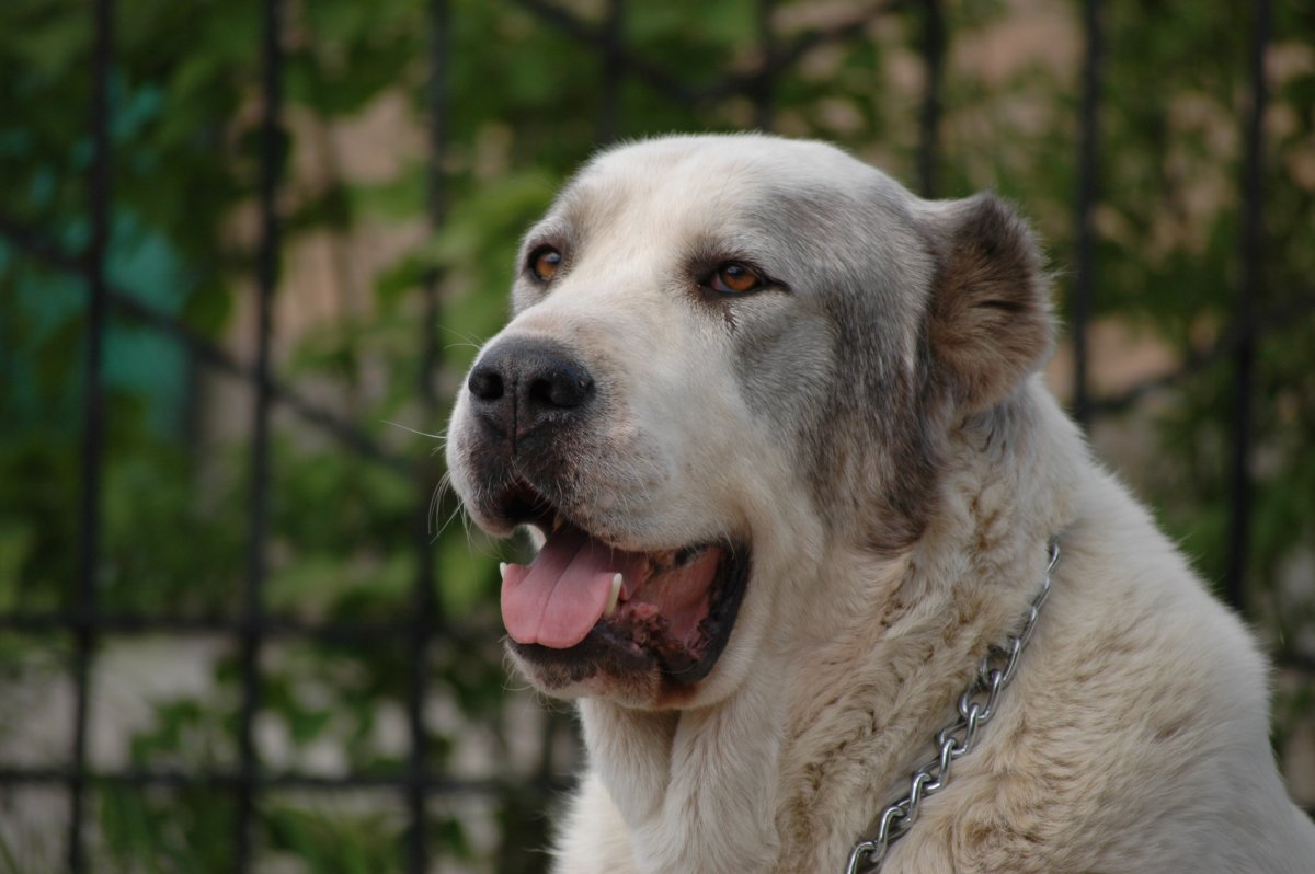 Среднеазиатская овчарка волкодав