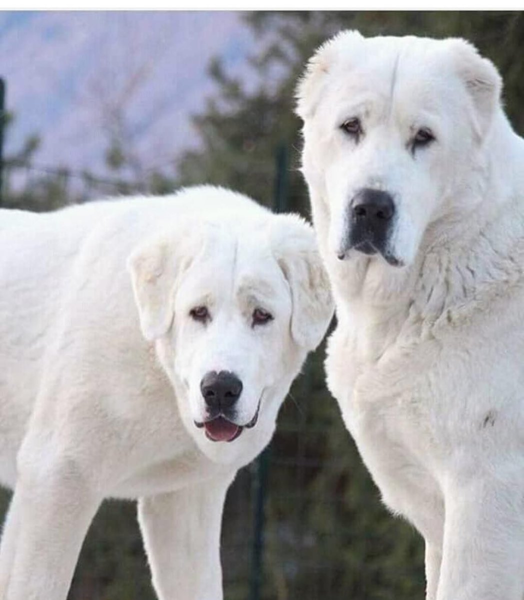 Собака Среднеазиатская овчарка алабай