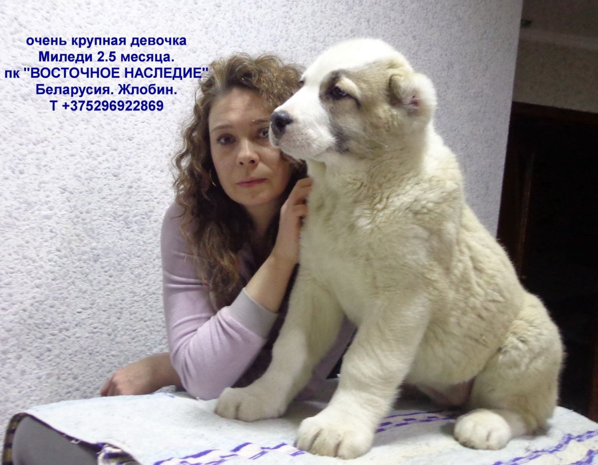 Алабай туркменский волкодав