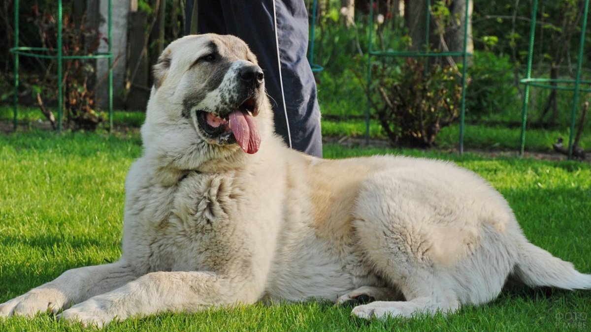 Среднеазиатская овчарка алабай вес