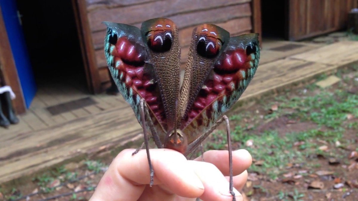 Tailless Whip Scorpion