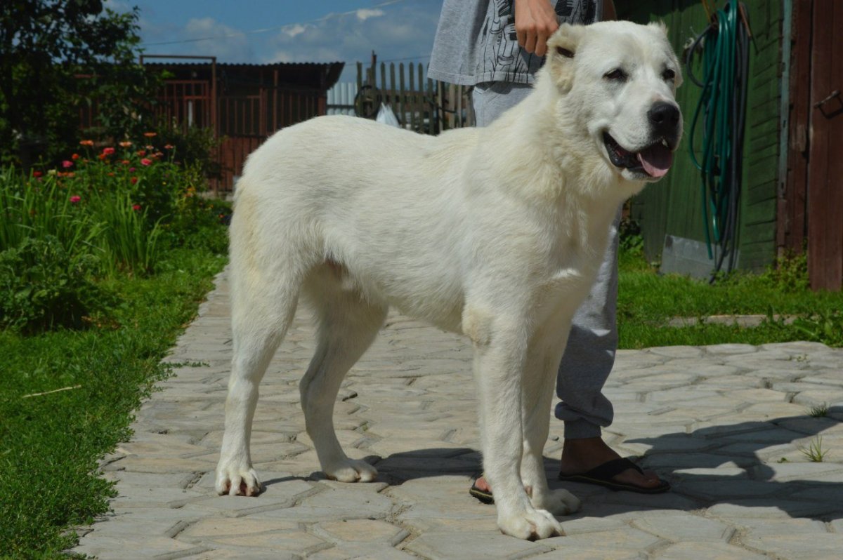 Алабай щенок