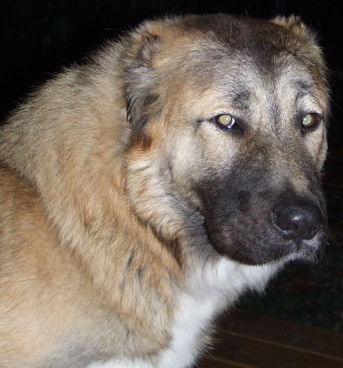 Туркменский алабай