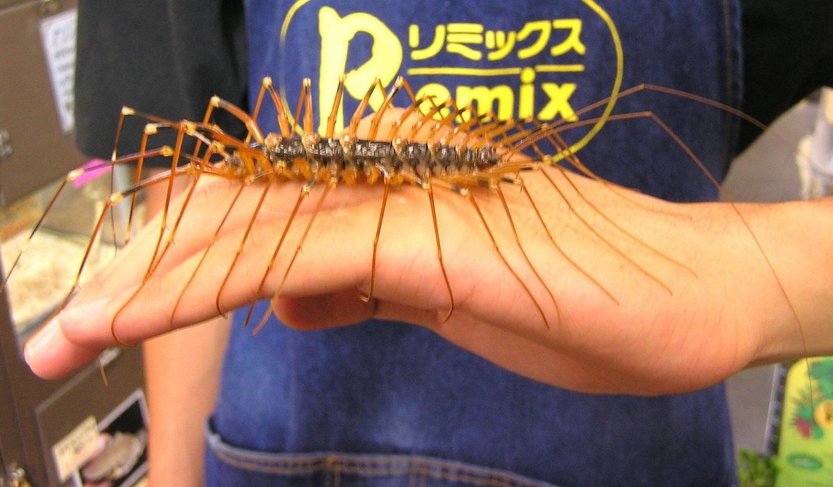 Кадмал индийское насекомое