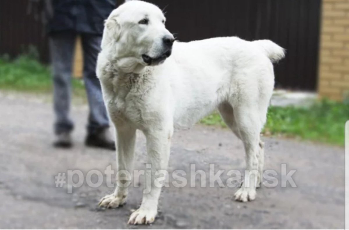 Волкодав алабай