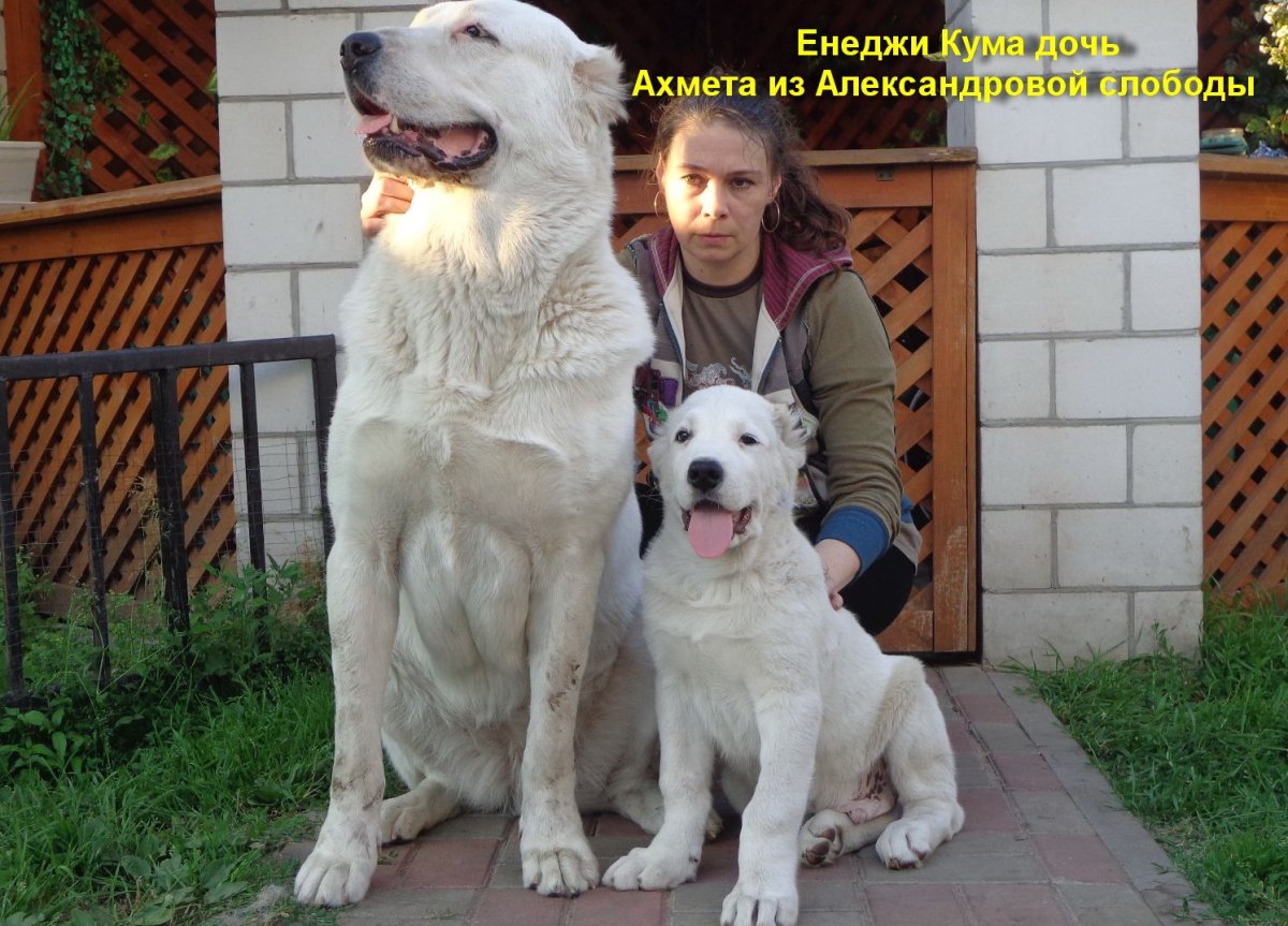 Щенки алабая волкодава