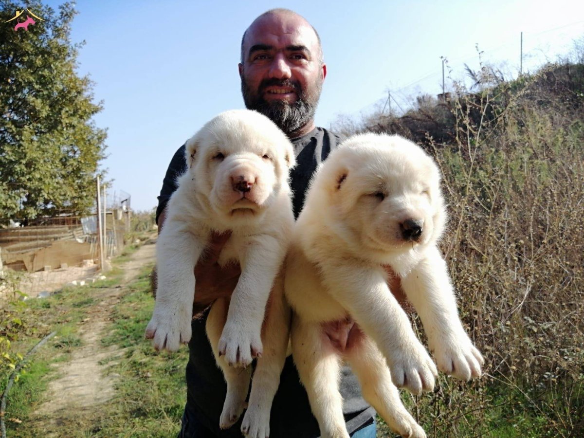 Алабай турецкий волкодав