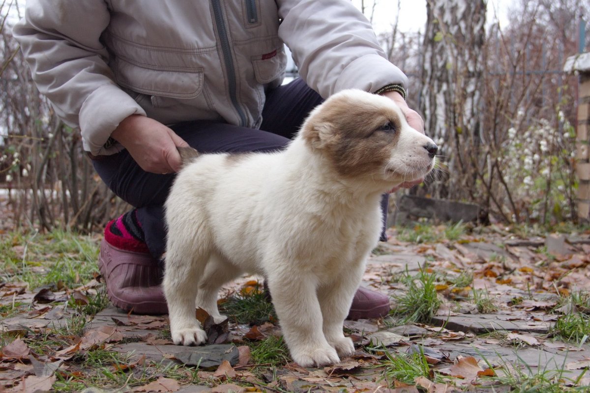 Алабай и Кавказская овчарка