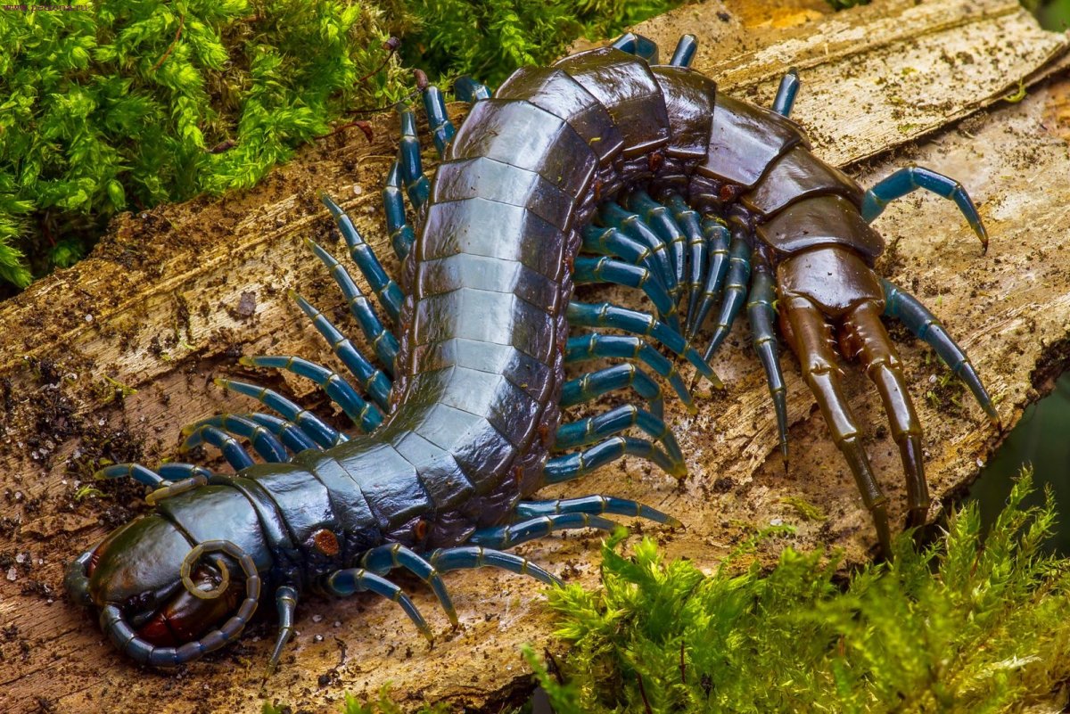 Кивсяк Xenobolus Carnifex