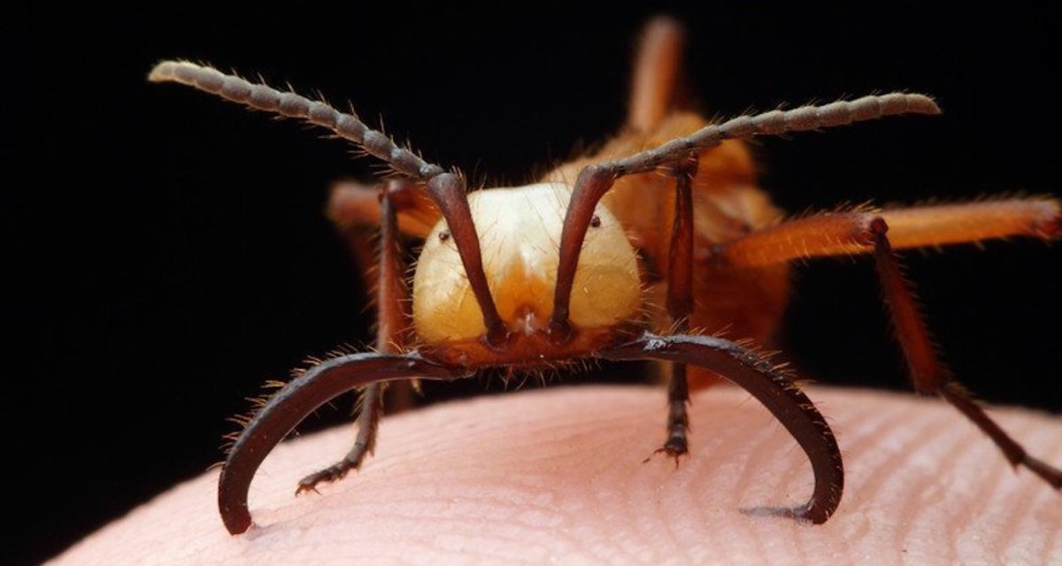 Монстры под микроскопом