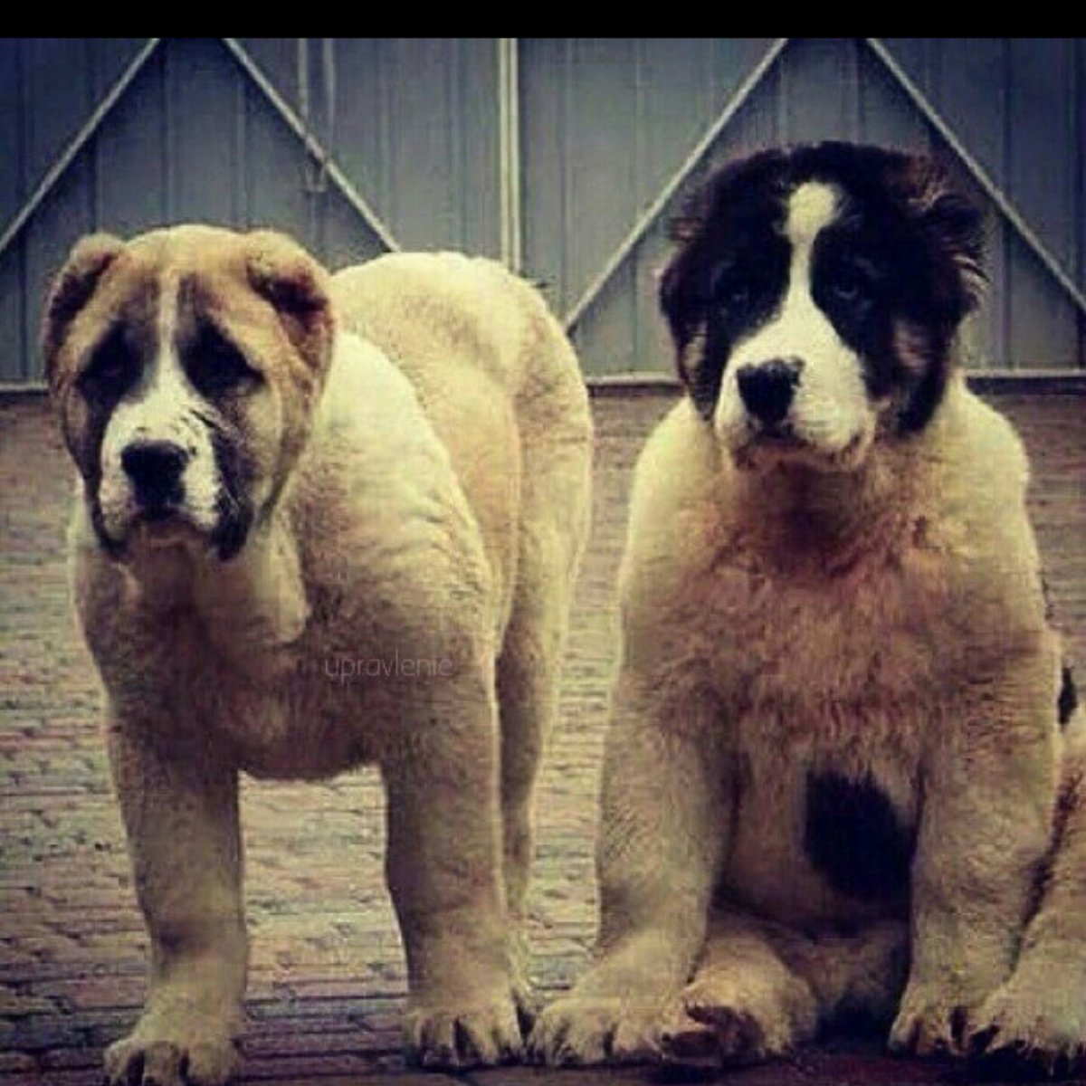 Среднеазиатская овчарка волкодав