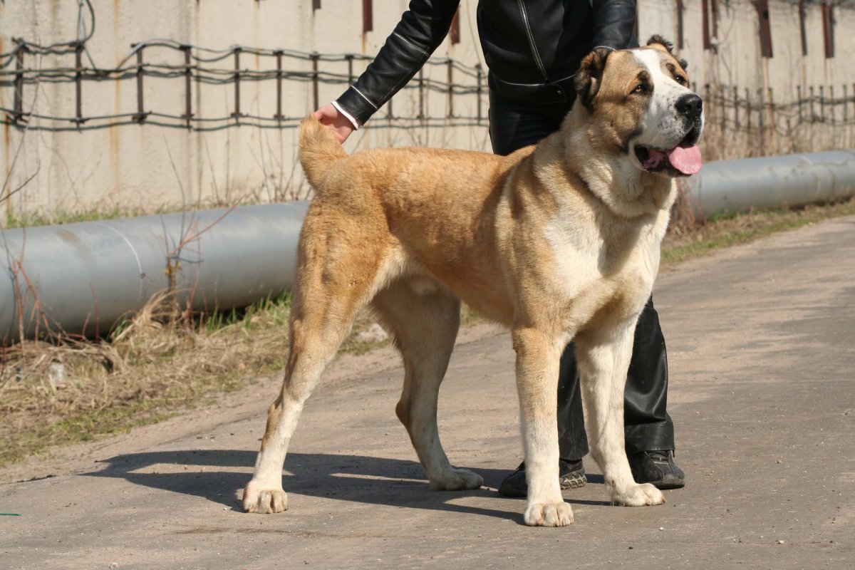 Среднеазиатская овчарка алабай