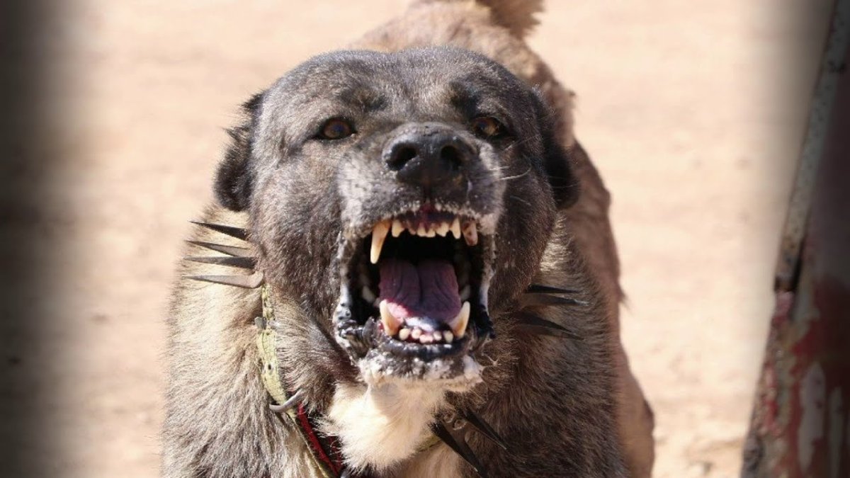 Собачий бой алабай кангал