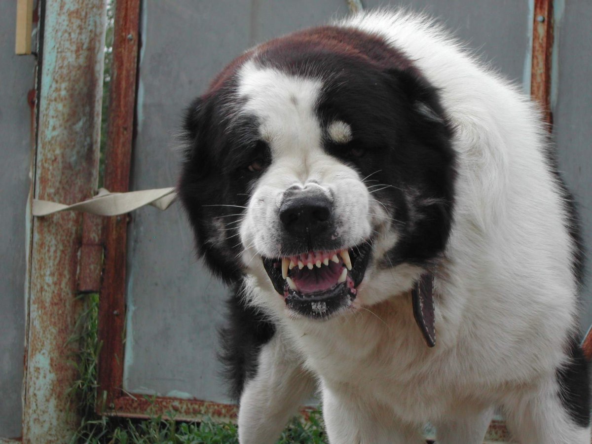 Среднеазиатская овчарка волкодав кангал